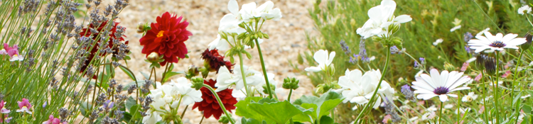 View our online cart